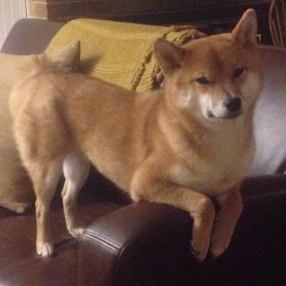 mk体育下载-中前场控球点重叠是否导致节奏冲突问题，控球前锋打法