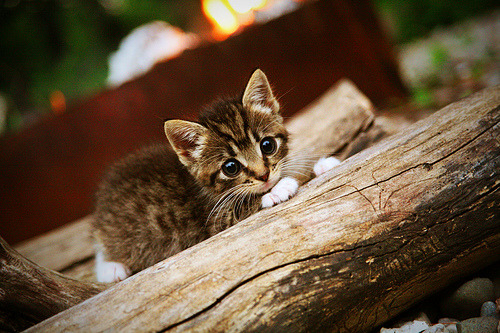 mk体育app下载-德国队的赛制应对：国际乒联混合团体世界杯挑战与机遇，德国乒乓球职业联赛