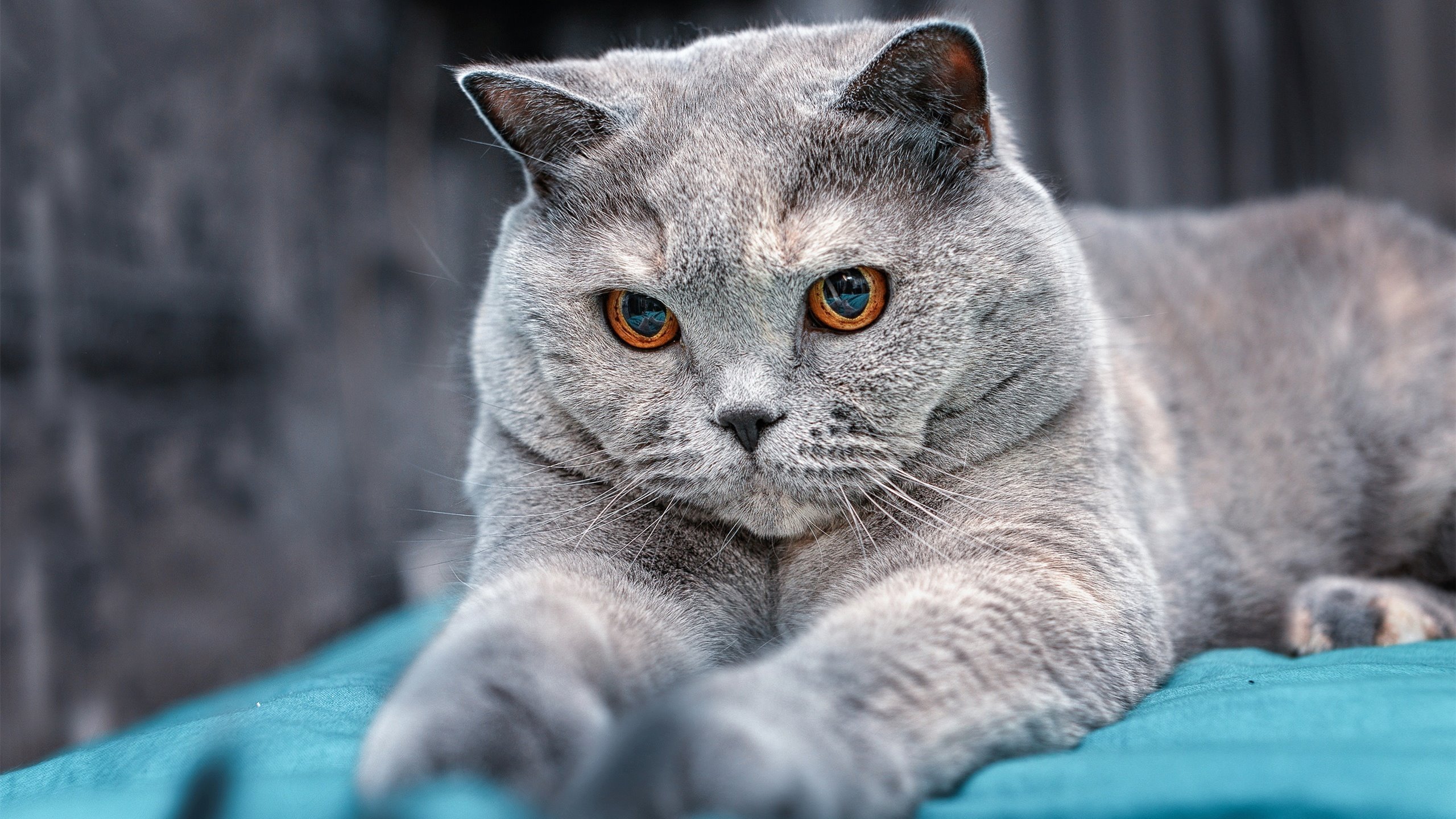 法兰克福客场逆转取胜，继续保持领先优势，法兰克福主场叫什么