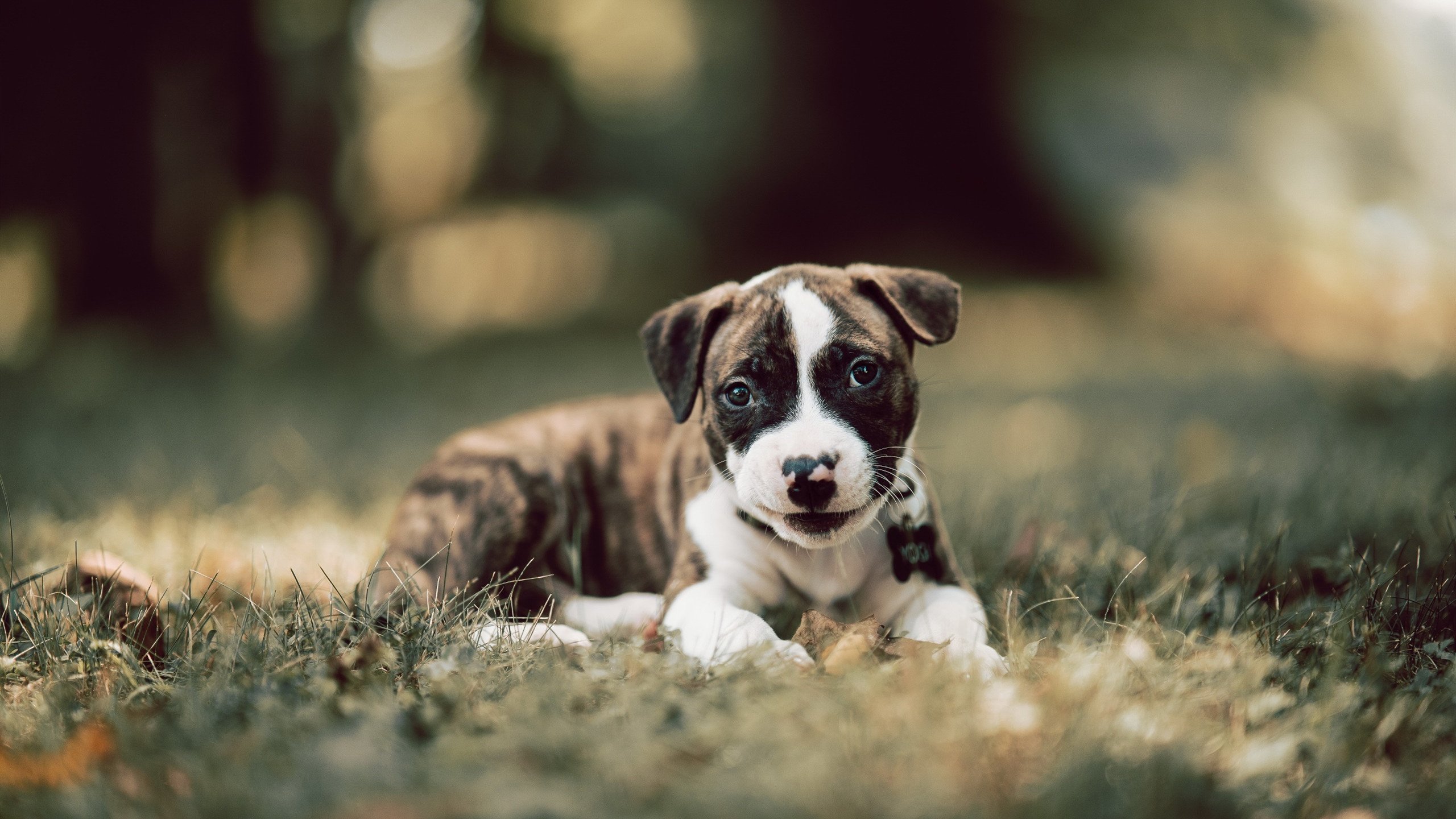 mk体育官网-男子混合泳决赛德国列第七，男子混合泳亚军