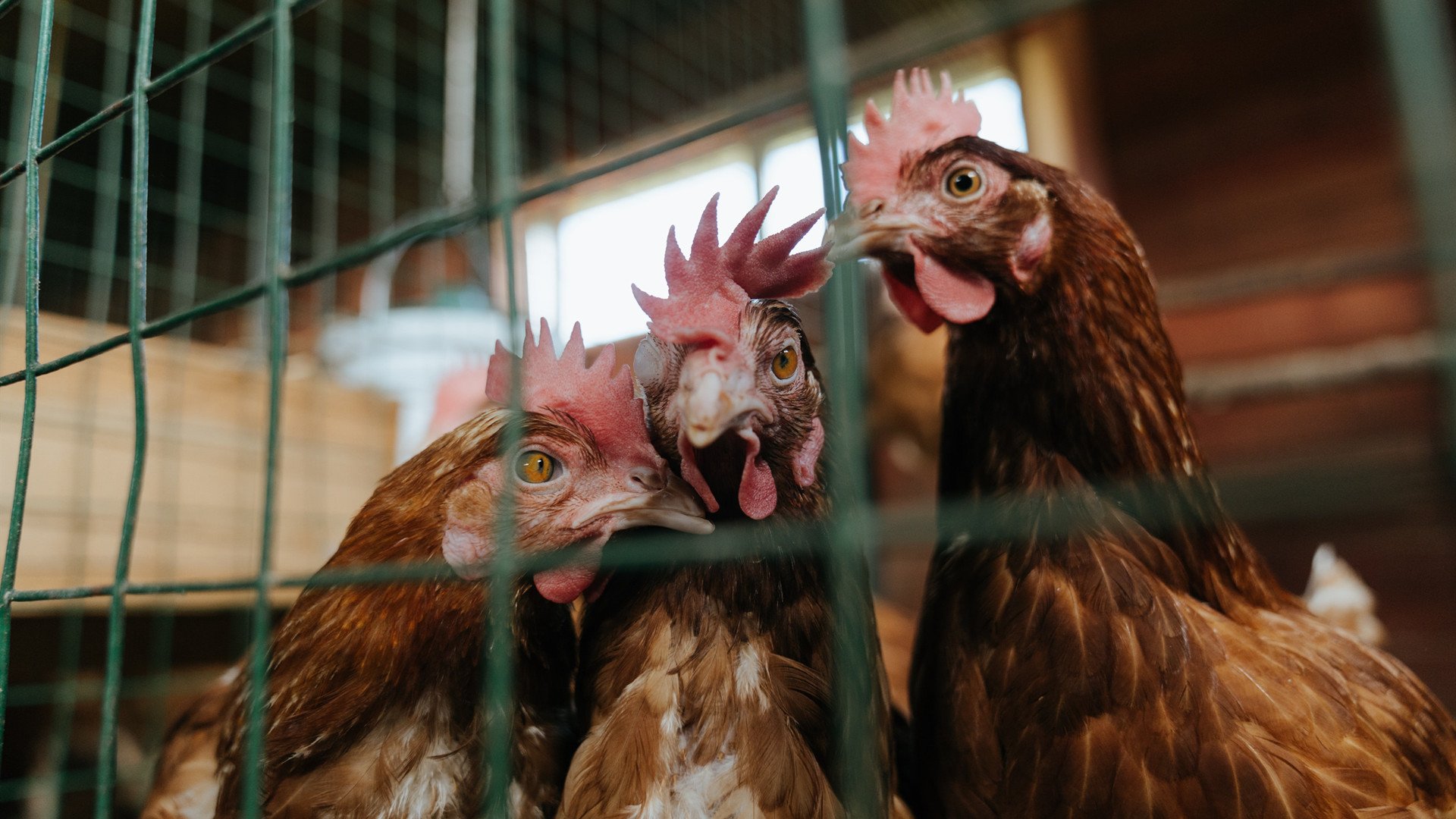 美国队如何在国际乒联混合团体世界杯中调整状态提升实力，美国乒乓球队百度百科