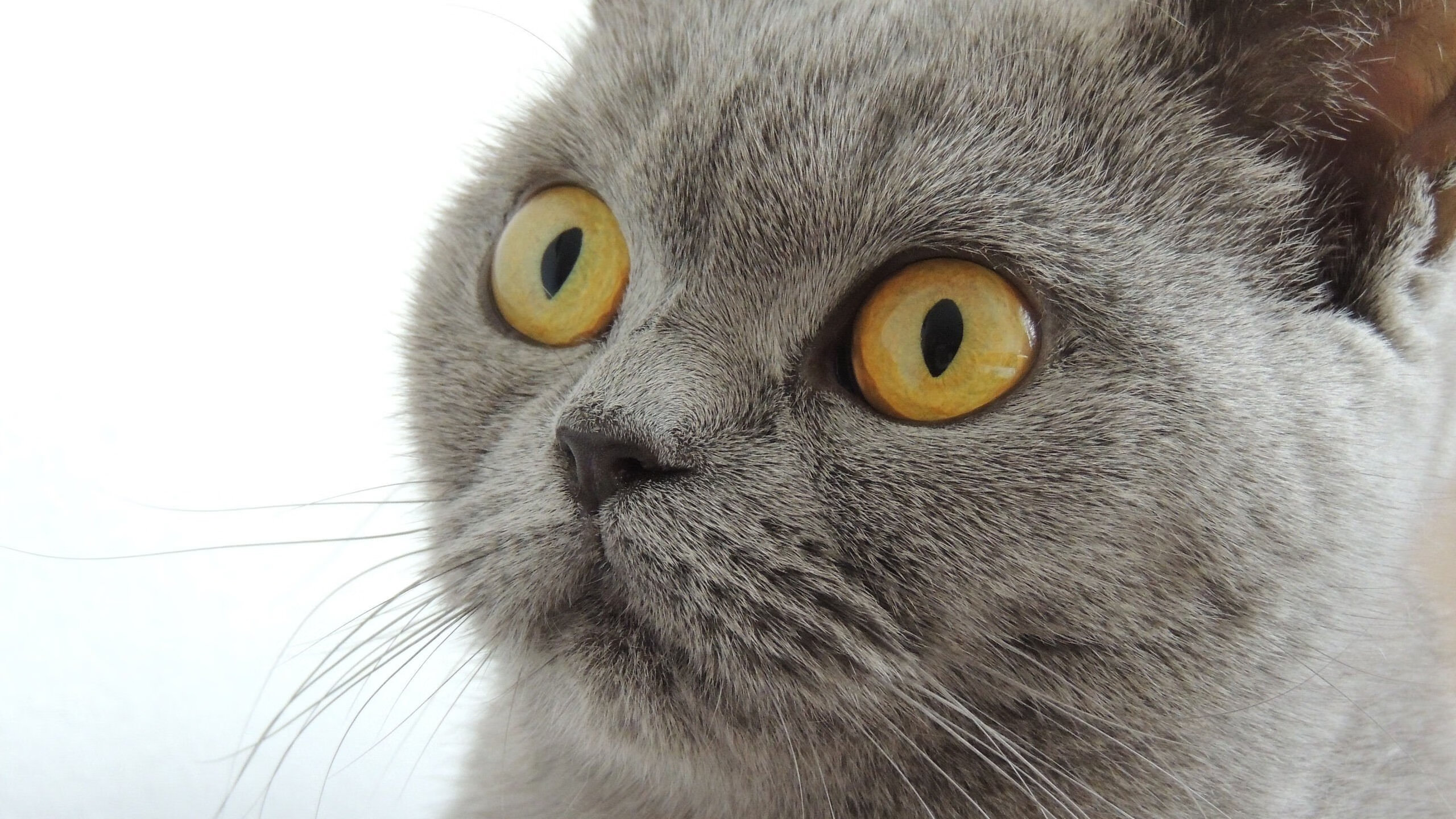 “诺克·达维德·彼得森在南非羚羊队的超级表现”