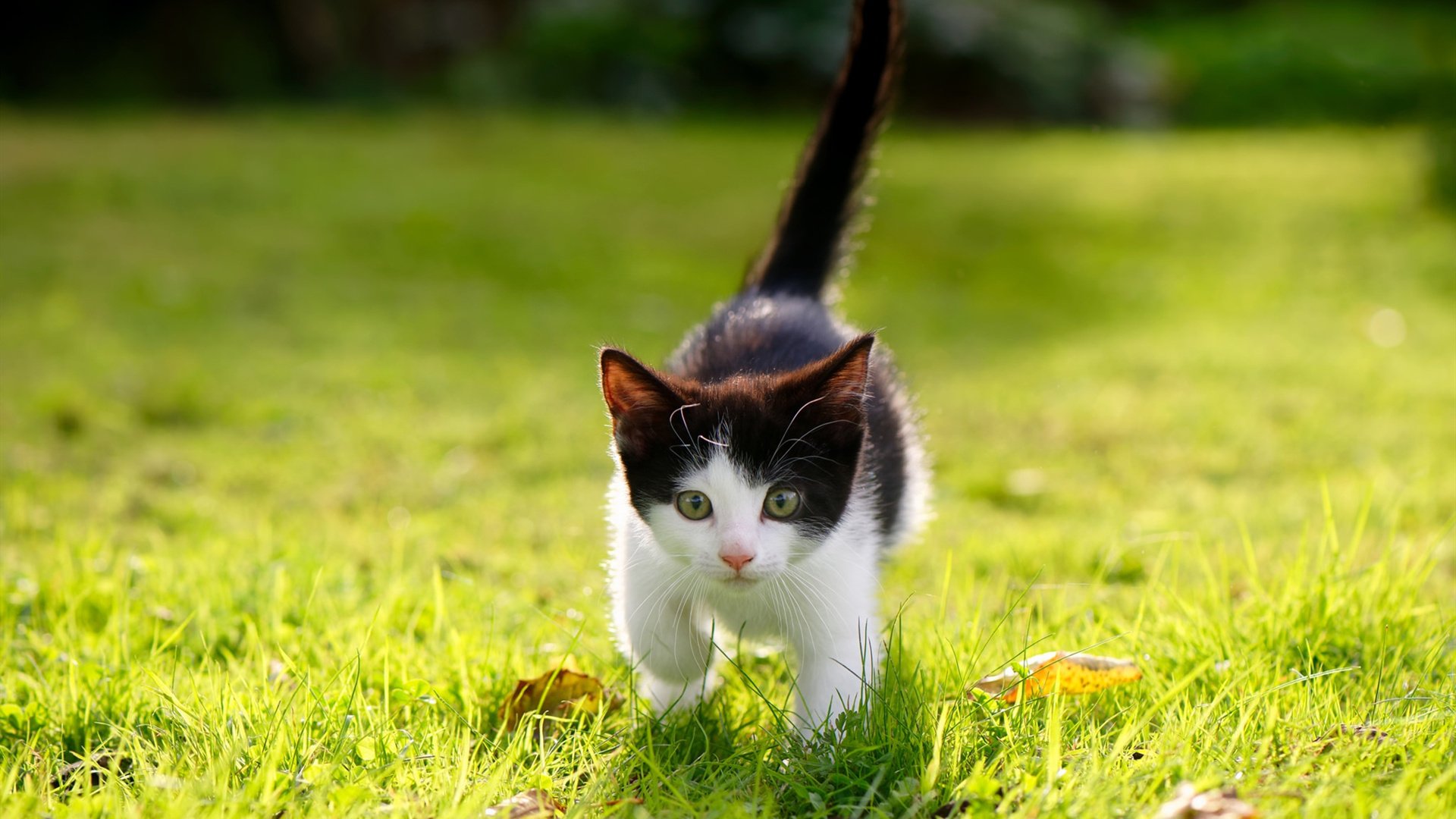 世界杯技战开启:精彩瞬间不断升华!,2022世界杯机制