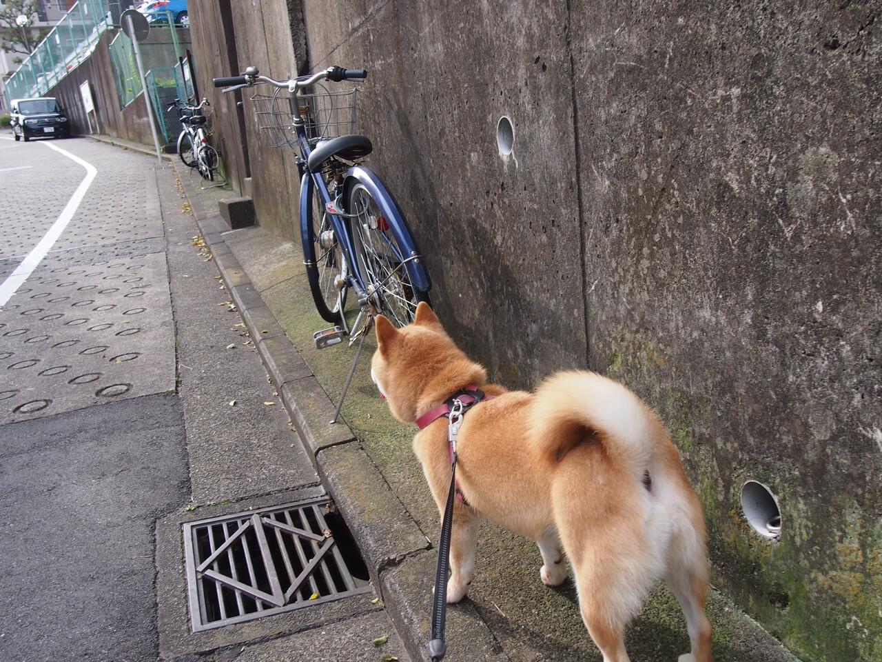 mk体育平台网页版入口-中国羽毛球协会发布国家队训练营接待流程与接种要求，国家羽毛球队训练方法