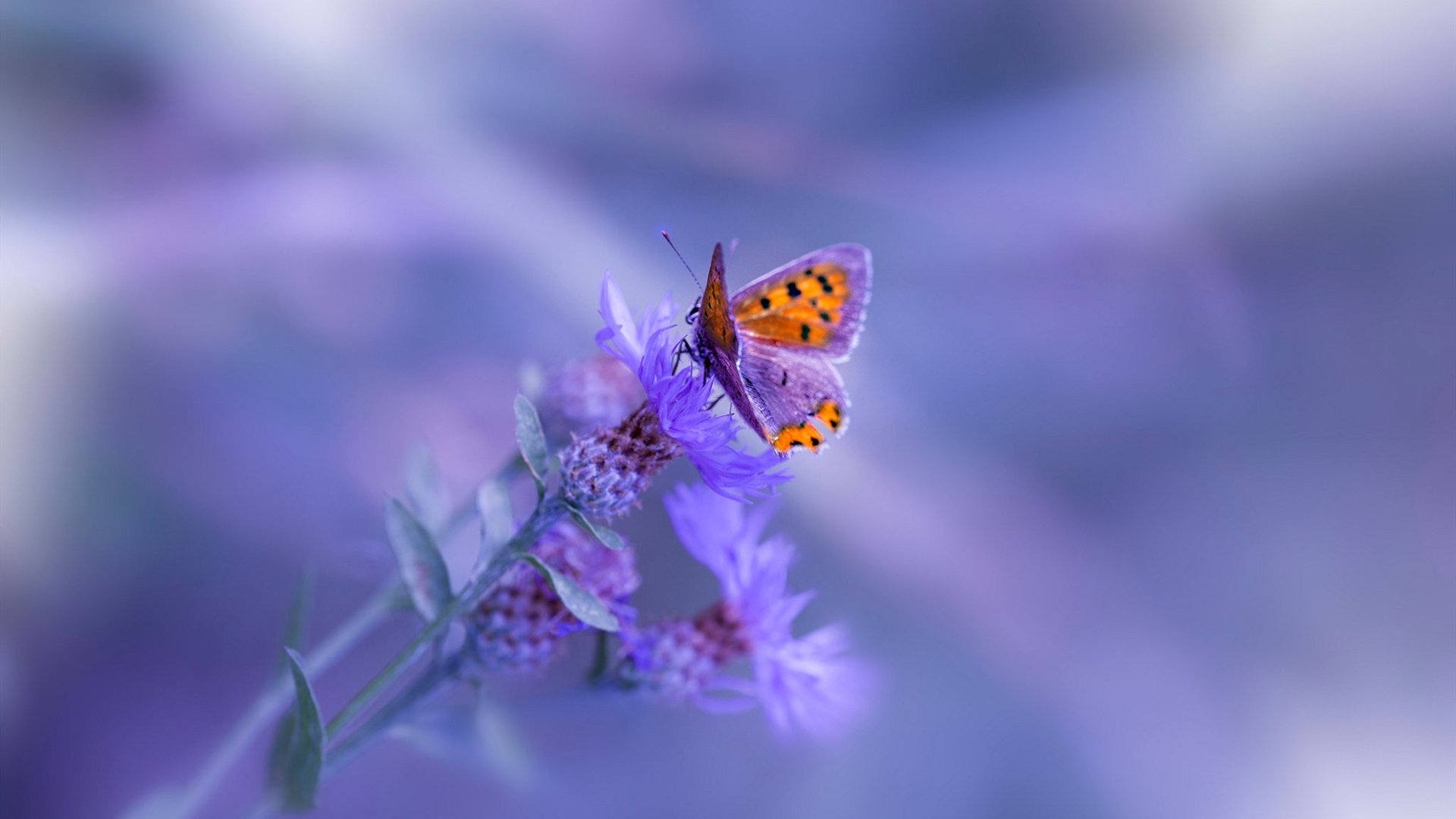 mk体育平台网页版入口-中国足球联赛推动本土球员曝光率提升，中国足球联赛推动本土球员曝光率提升了吗