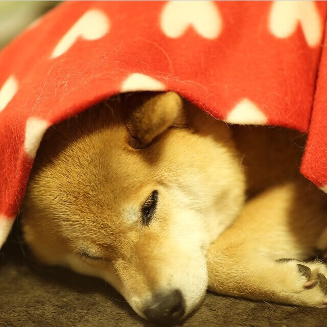 mk体育网址-国家队后卫线提升控球与传球技术增强组织进攻效率，国家队后卫排名