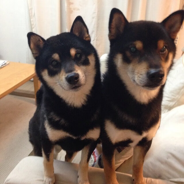 国家队后卫线提升控球与传球技术增强组织进攻效率，国家队后卫排名