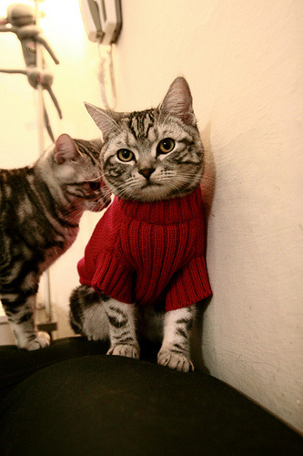 体育mk-意甲极限对抗：攻守转换精彩纷呈，意甲身体对抗