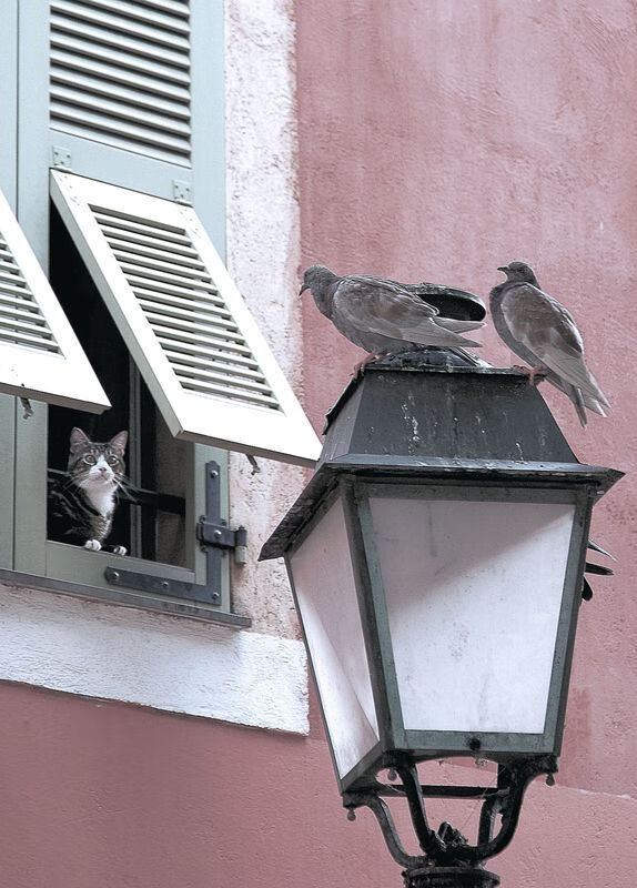 摩纳哥蝶泳项目发挥稳定，2021摩纳哥游艇展