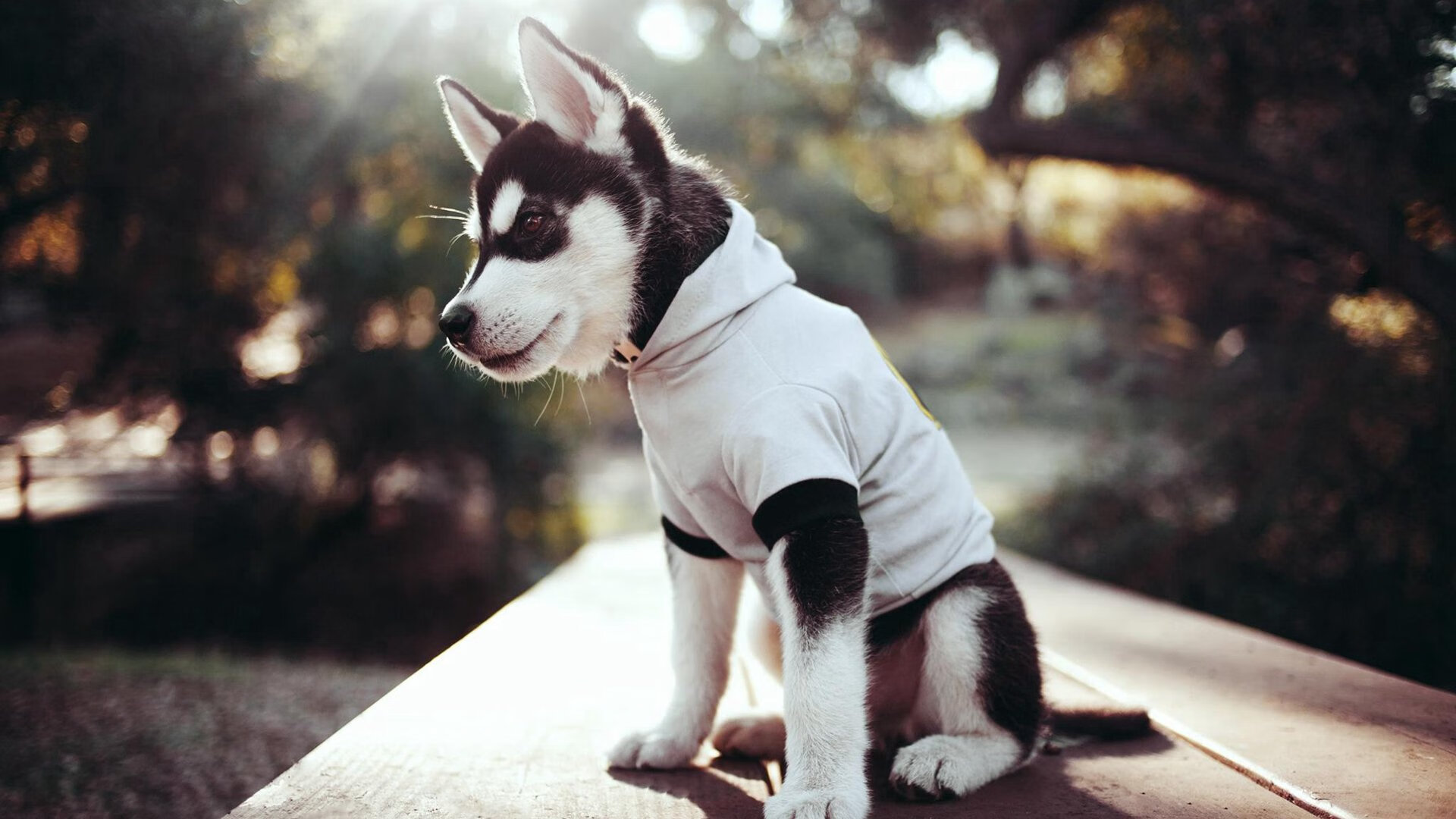 日本女篮在亚洲锦标赛中表现出色，迈向奥运梦想，日本女篮亚洲杯篮球赛2021赛程